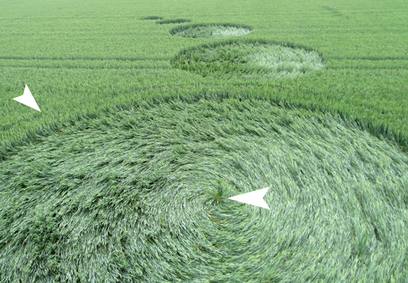 Crop circle del 2014. Wholearrowsring&tuft5