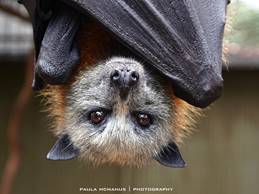 Image result for flying bats