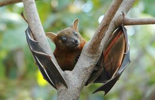 Image result for flying bats