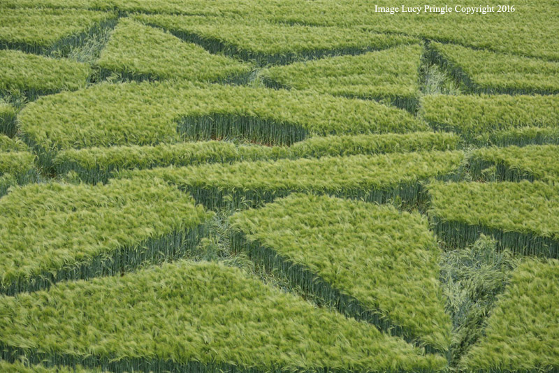 CROP CIRCLES 2016 ~ Willoughby Hedge, Nr Mere, Wiltshire & MORE Willoughby-+-Castle-Mere48A