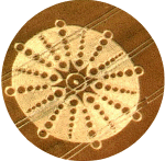 oldshaw2001a.gif (155028 bytes)