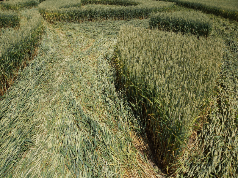 Büren an der Aare, Switzerland crop circle, aerial photo 8