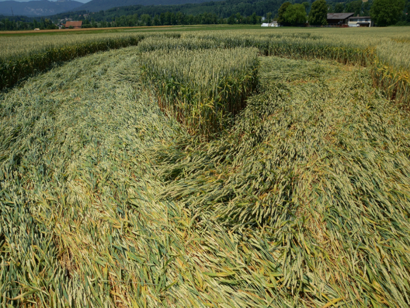 Büren an der Aare, Switzerland crop circle, aerial photo 9