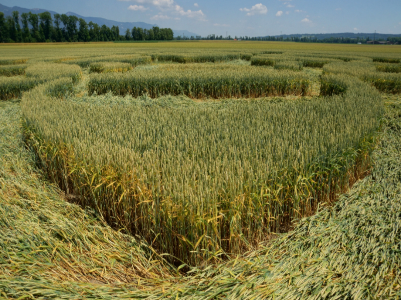 Büren an der Aare, Switzerland crop circle, aerial photo 10