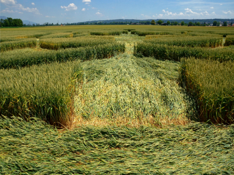 Büren an der Aare, Switzerland crop circle, aerial photo 11