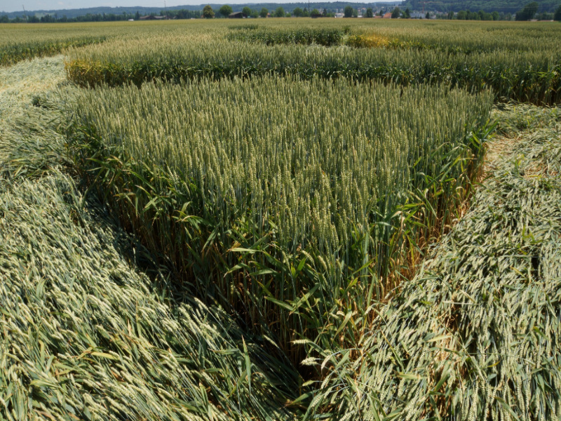 Büren an der Aare, Switzerland crop circle, aerial photo 12