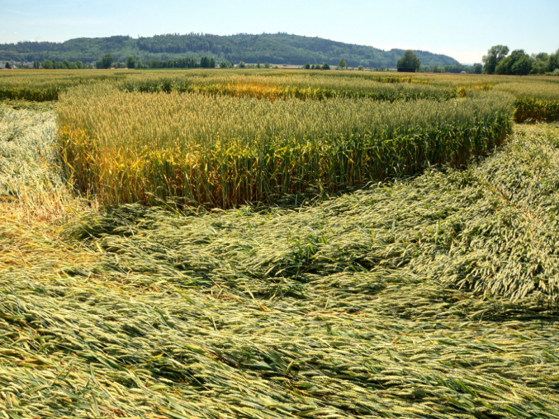 Büren an der Aare, Switzerland crop circle, aerial photo 13