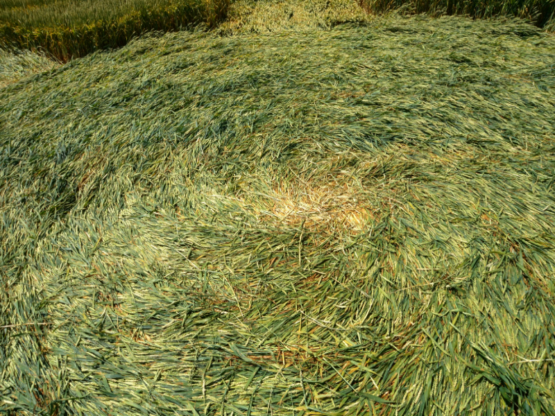 Büren an der Aare, Switzerland crop circle, aerial photo 14