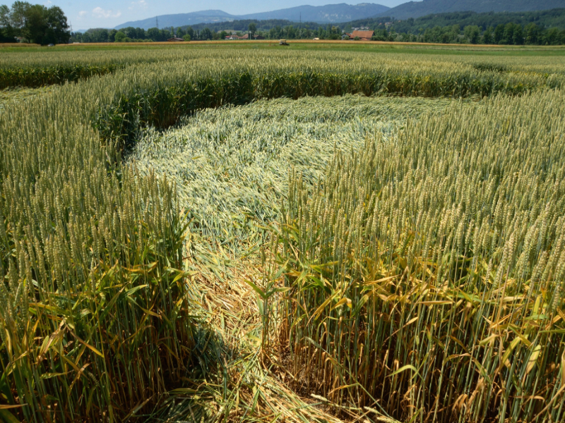 Büren an der Aare, Switzerland crop circle, aerial photo 15