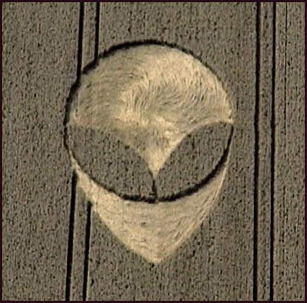 ShiwaGrayTWK.jpg (39462 bytes)
